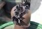 černá květinová koruna